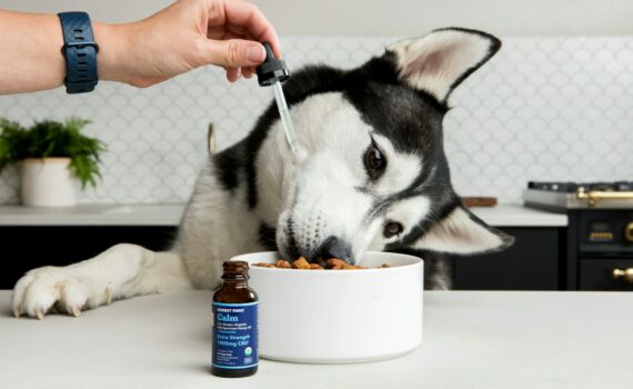 choisir le meilleur CBD pour son chien