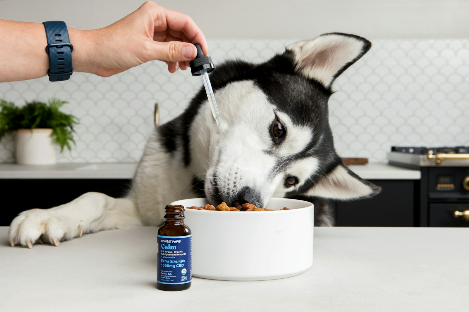 CBD pour chien