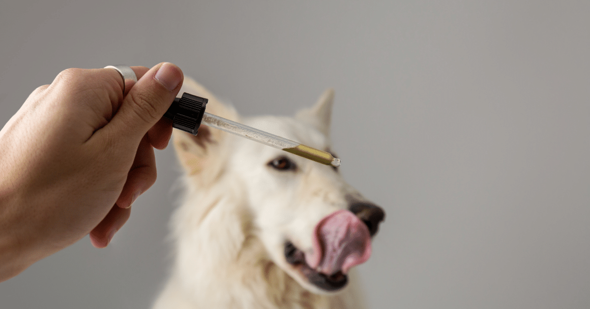 CBD pour chien : bienfaits, dosage et avis sur les marques