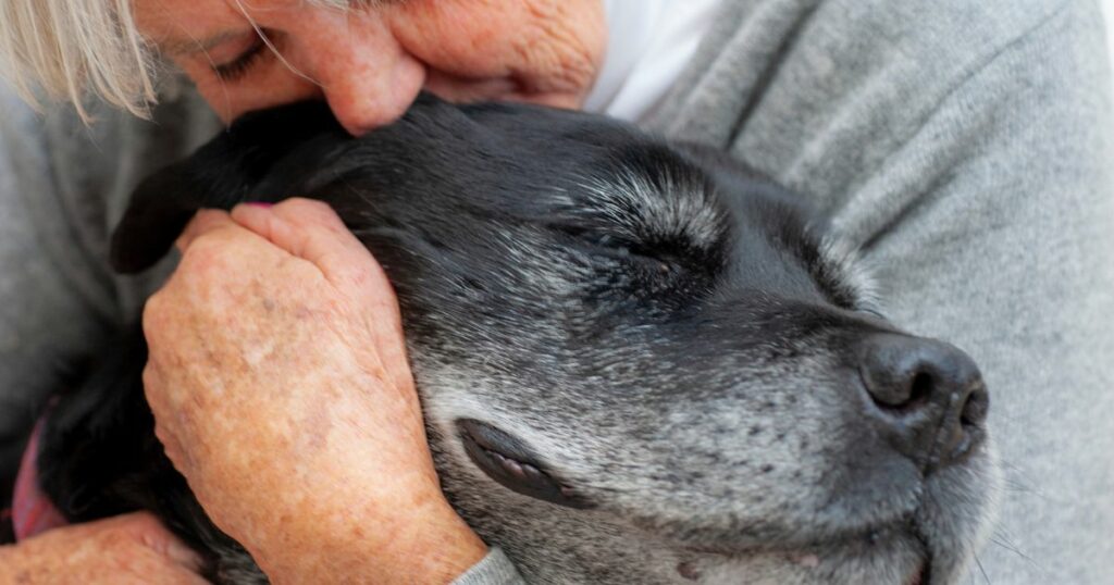 Choisir son assurance pour chien de plus de 8 ans