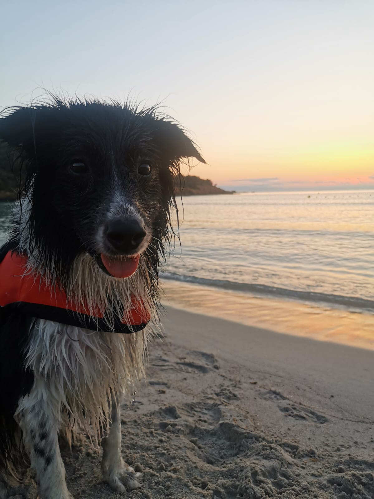 Voyager en Corse avec son chien