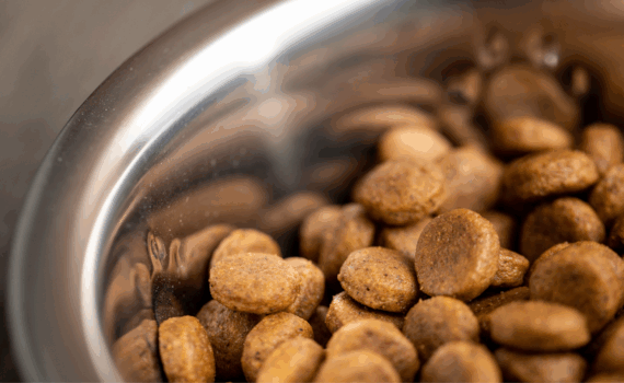 Conseils pour choisir ses croquettes pour chien