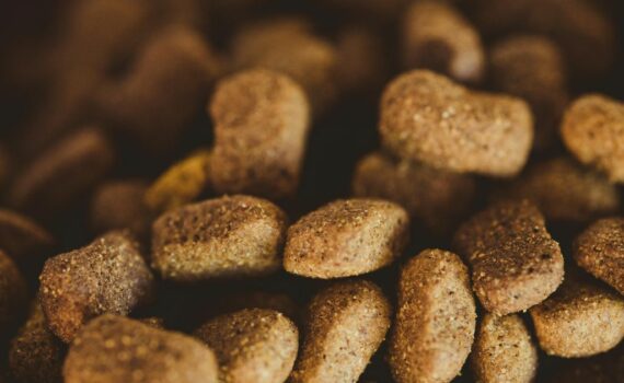 Meilleures croquettes pour chien stérilisé