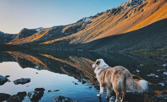 Randonnées avec son chien dans le Mercantour