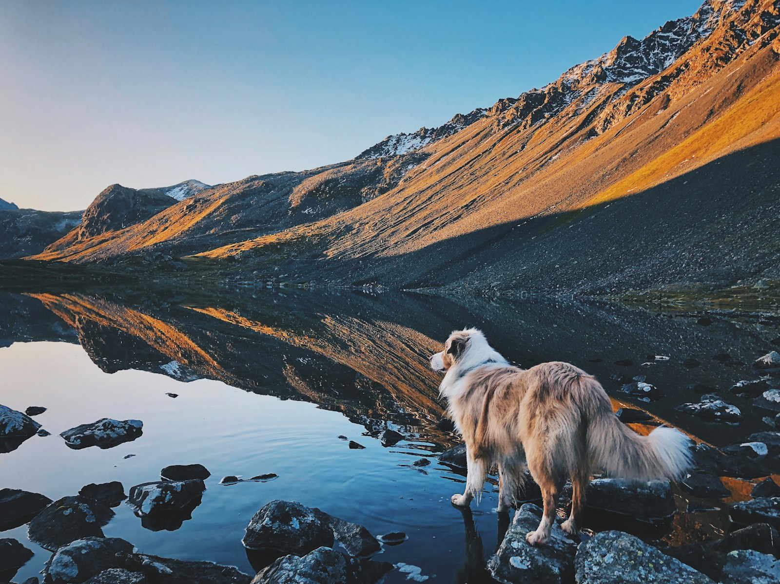 Le Mercantour avec son chien