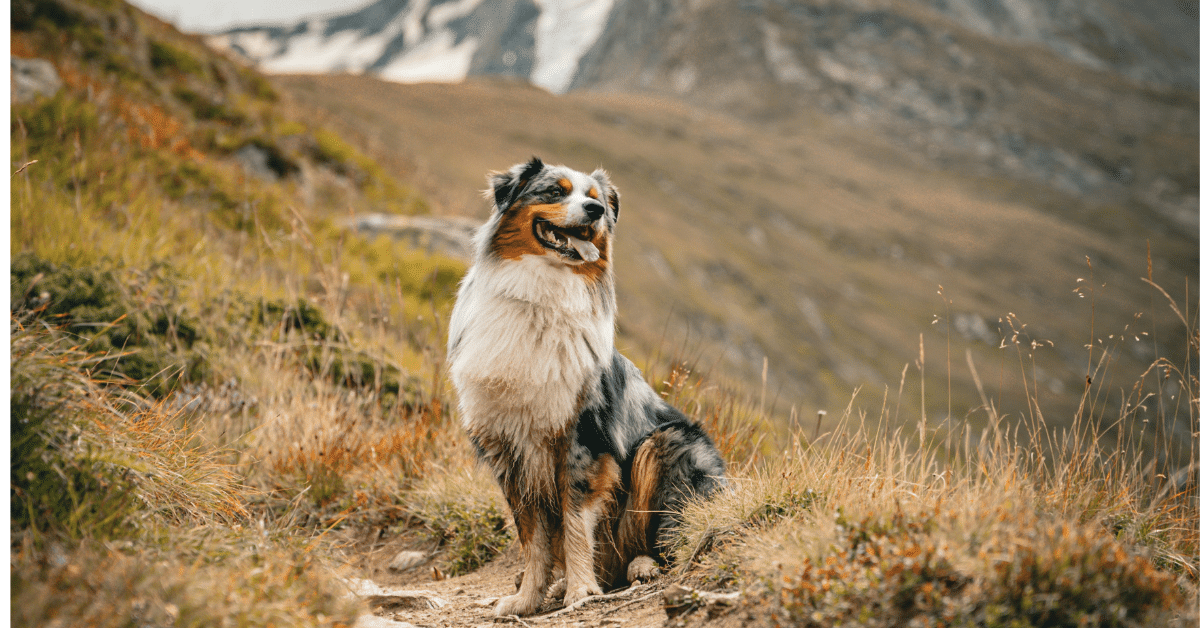 Parc des Écrins avec son chien