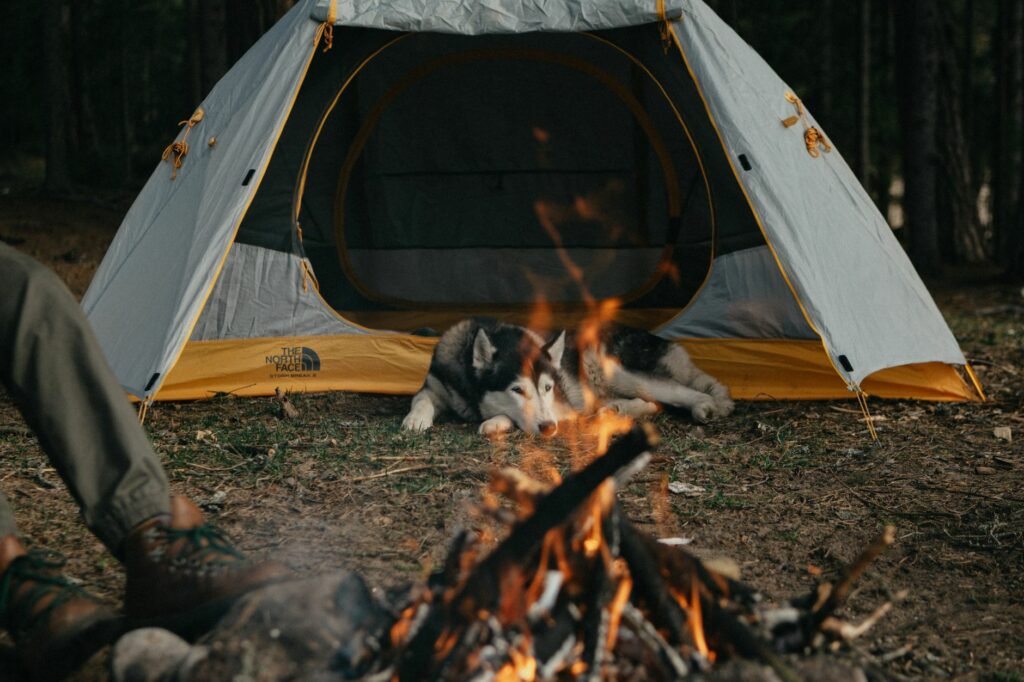 white and black dog lying beside white and yellow tent