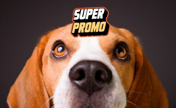 Promotion chien amazon