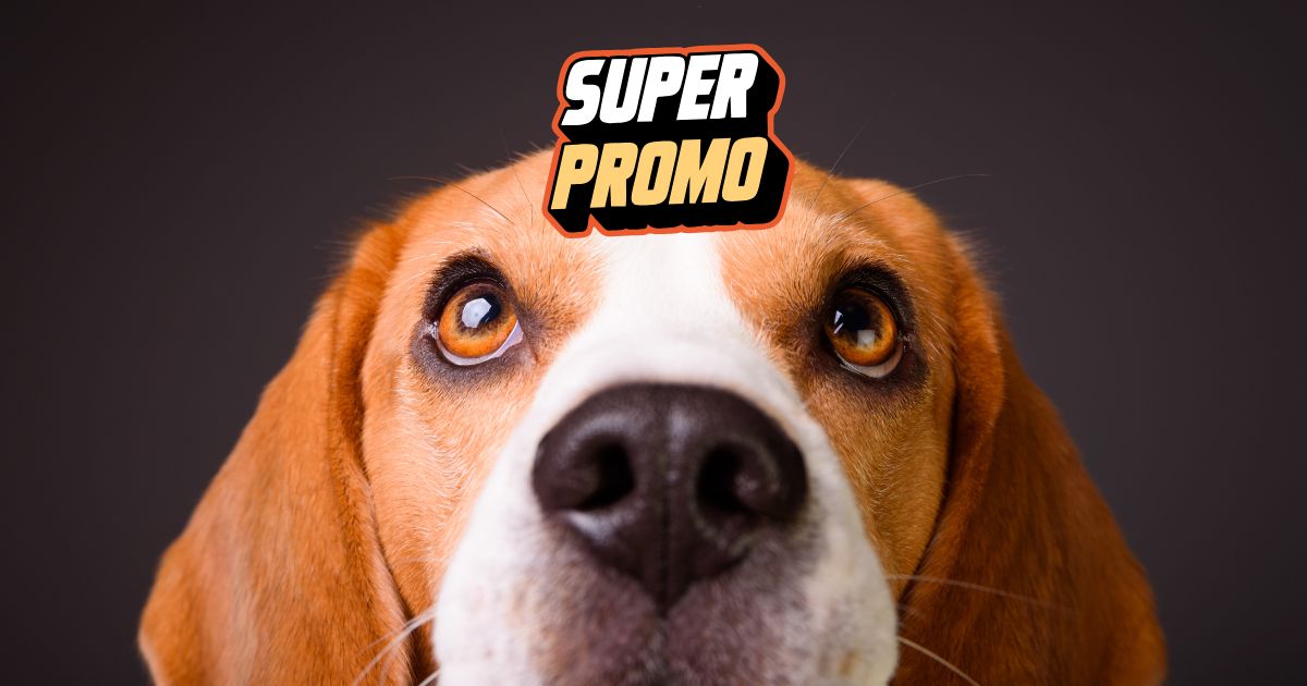 Promotion chien amazon