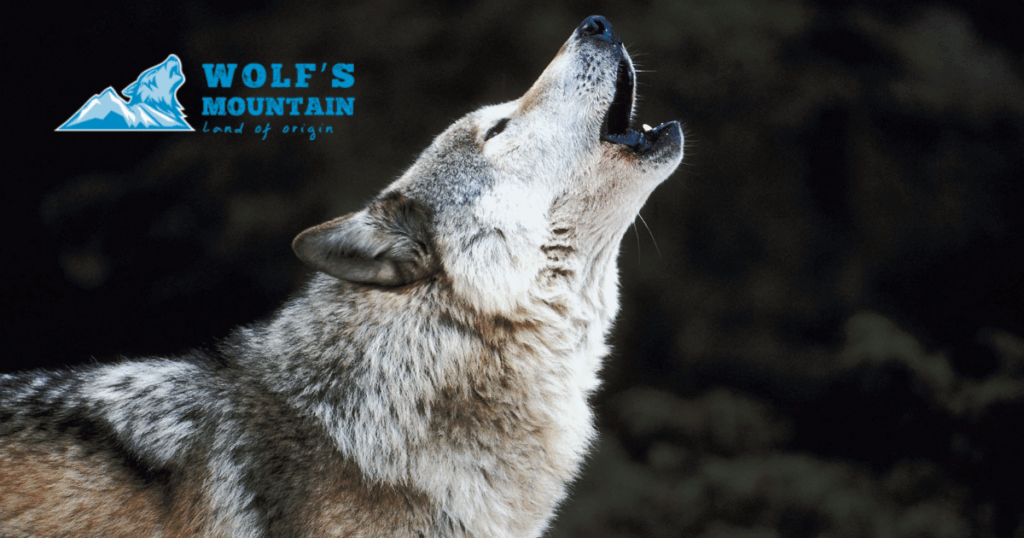 avis wolf mountain croquettes chien