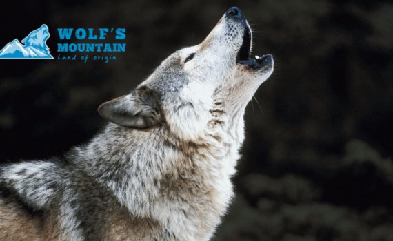 avis wolf mountain croquettes chien