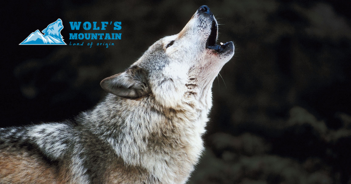Wolf’s Mountain croquettes : avis, prix et composition