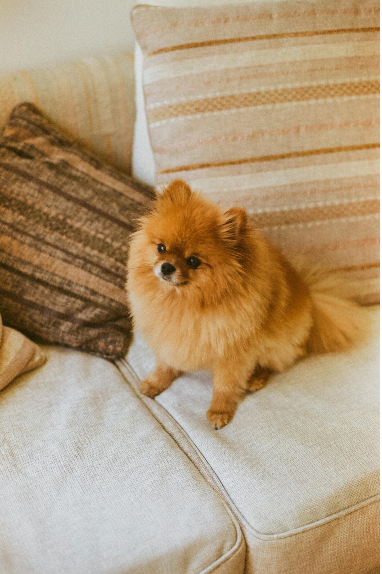 Camping avec son chien