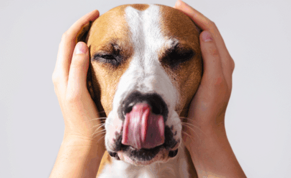 Chien anxieux : traitement naturel