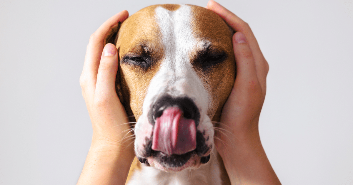 Chien anxieux : traitement naturel pour aider votre poilu