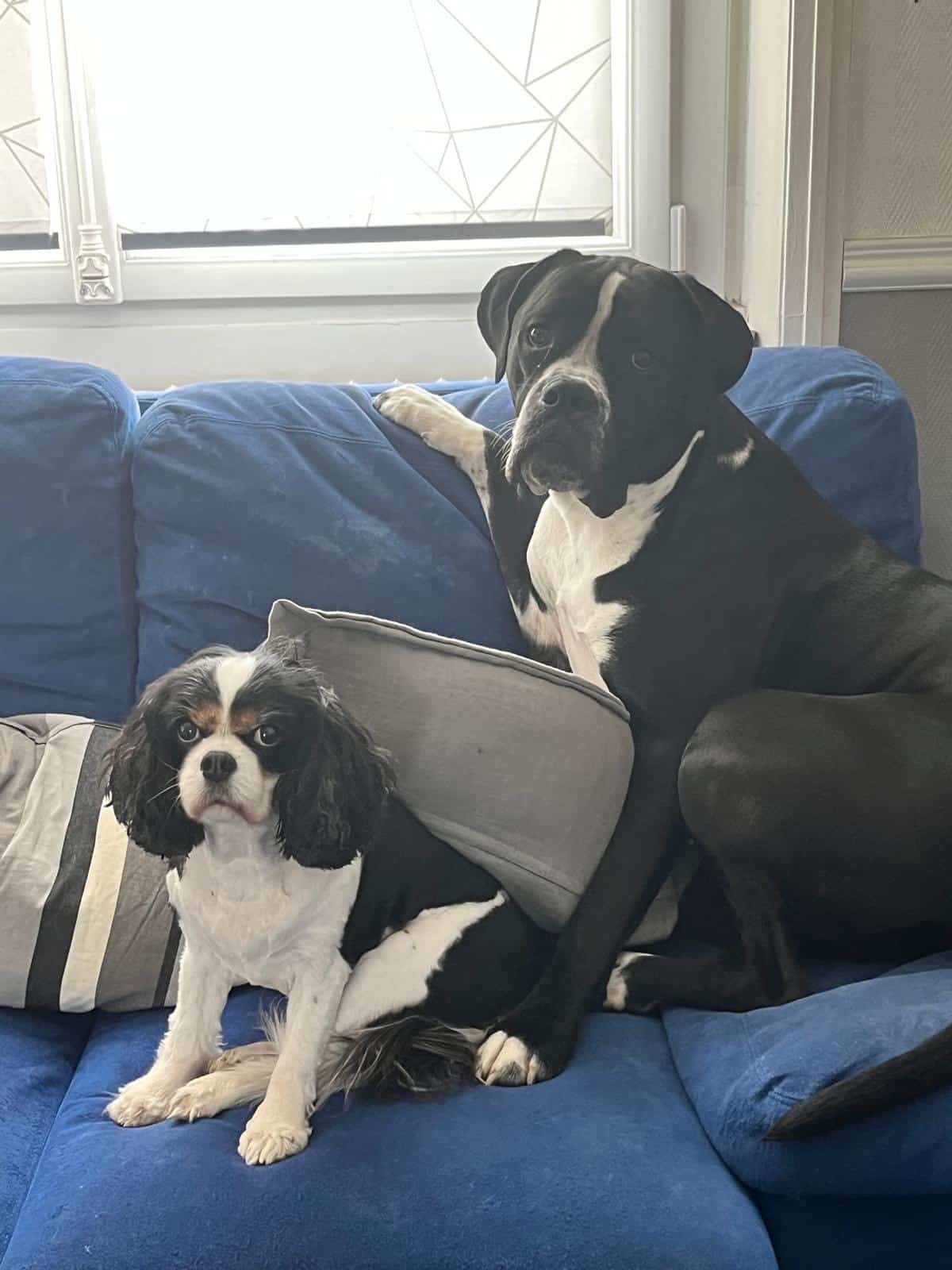 Django, croisé Cane Corso x Boxer