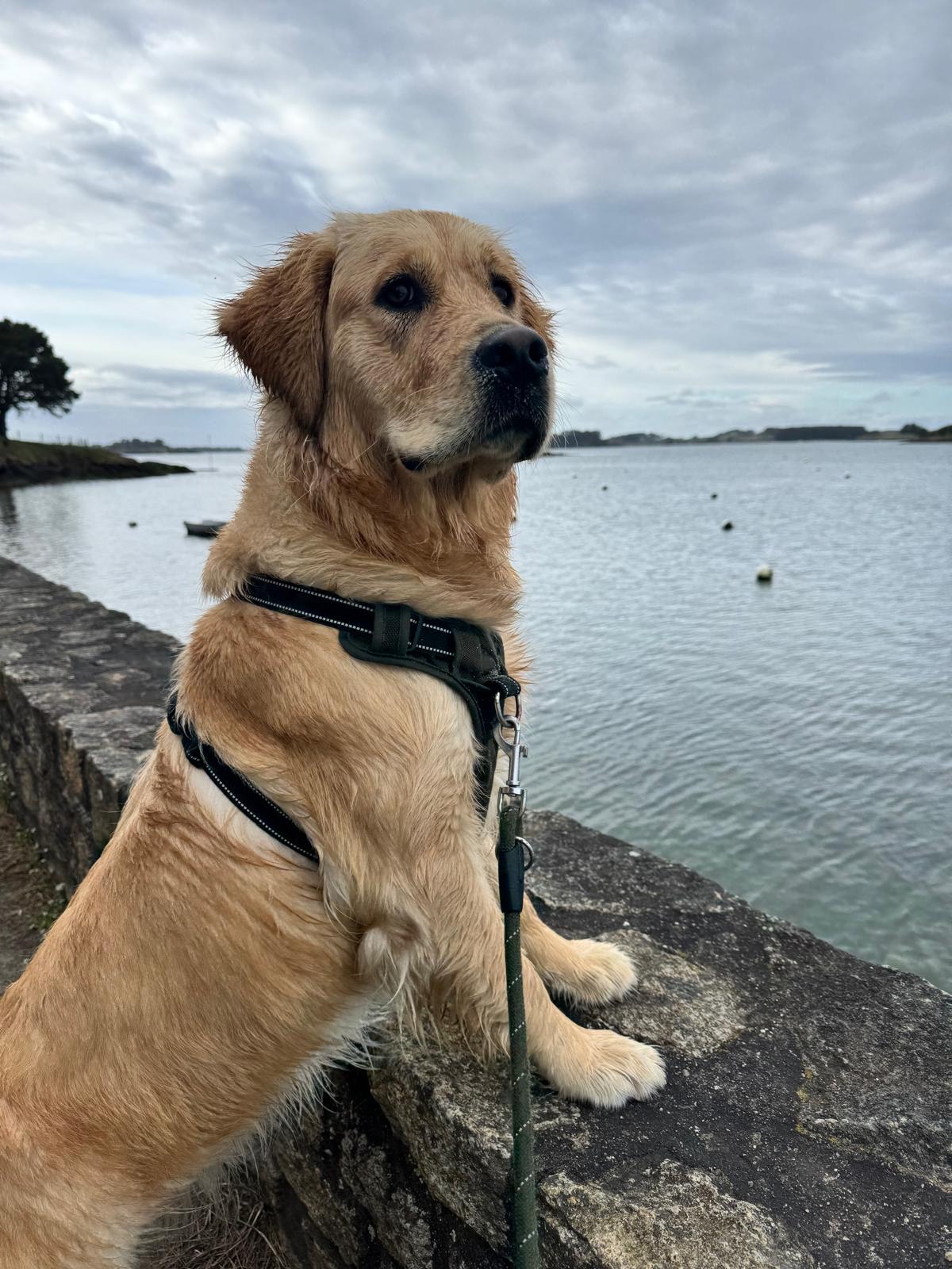 Vicky, Golden Retriever