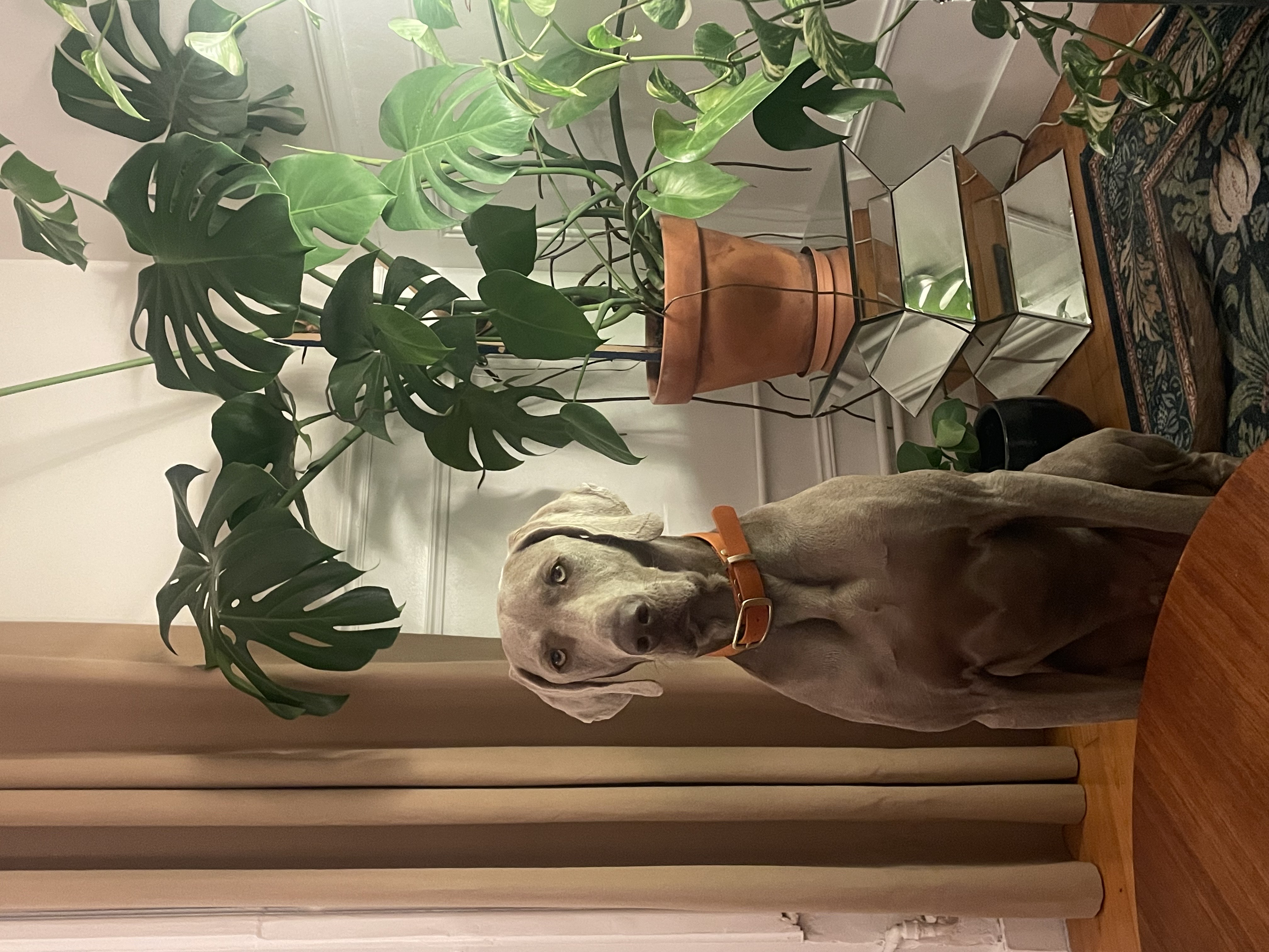 Vico, Braque de Weimar