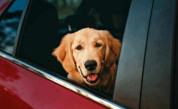 chien qui halète en voiture