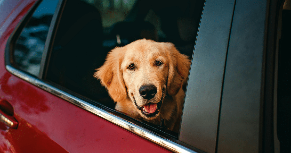 Pourquoi mon chien halète en voiture ?