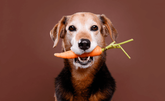 Chien végétarien : possible ou pas ?