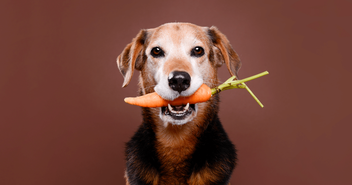 Chien végétarien : est-ce possible pour un carnivore ?
