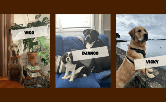 3 chiens décédés à Nantes : ce que l'on sait