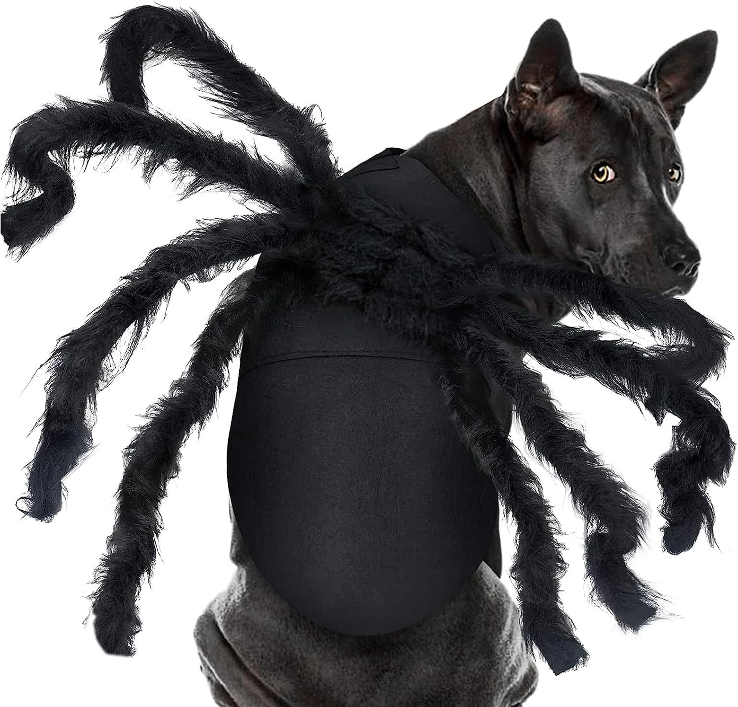 Déguisement araignée pour grand chien