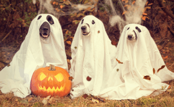Déguisements Halloween pour chiens