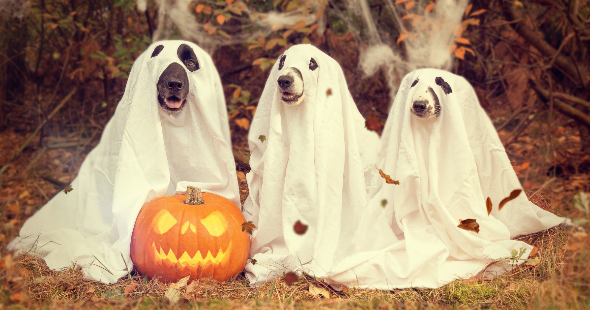 Déguisements Halloween pour chiens