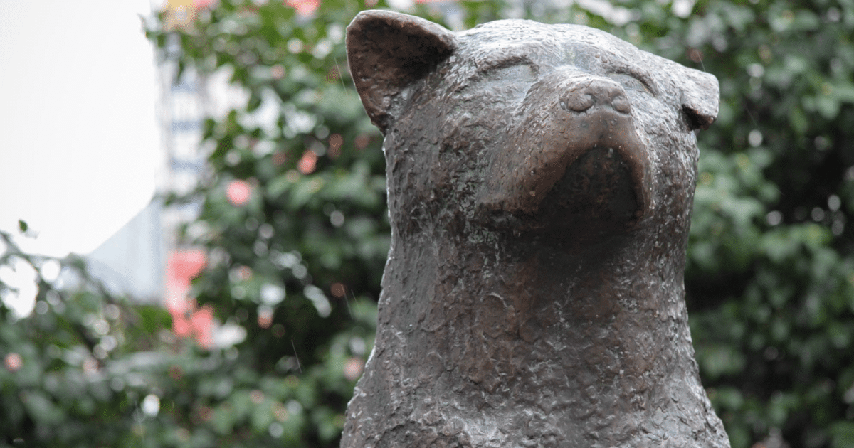 Hachikō statue à Tokyo : l’histoire vraie derrière la légende