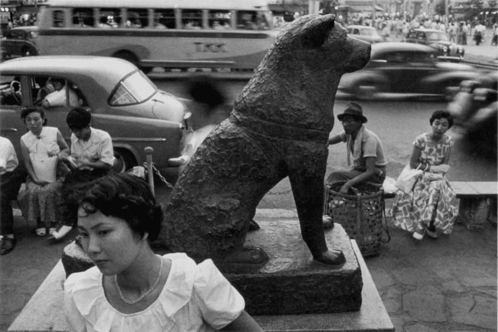 chien fidèle japon