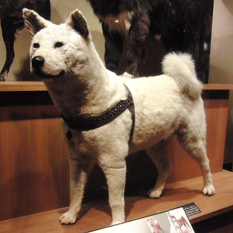 chuken musée national tokyo