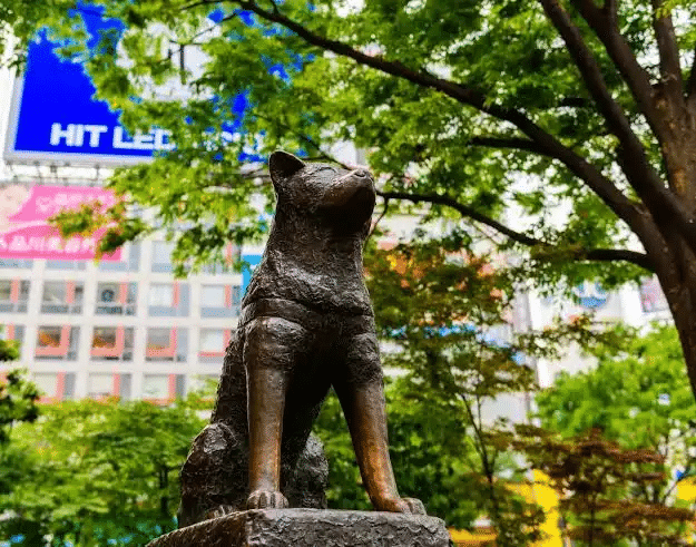 Hachiko gare shibuya