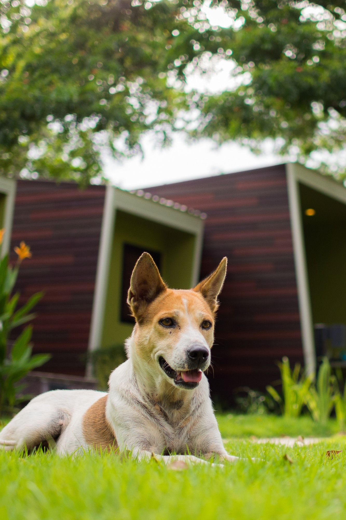 Location avec son chien