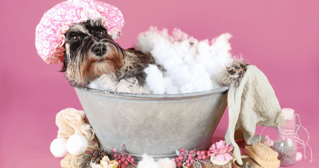 Comment nettoyer son chien après la balade ?