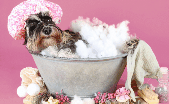 Comment nettoyer son chien après la balade ?