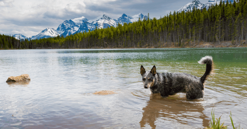 Pyrénées avec son chien