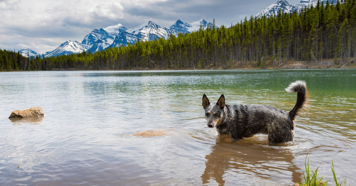 Parc national des Pyrénées avec son chien