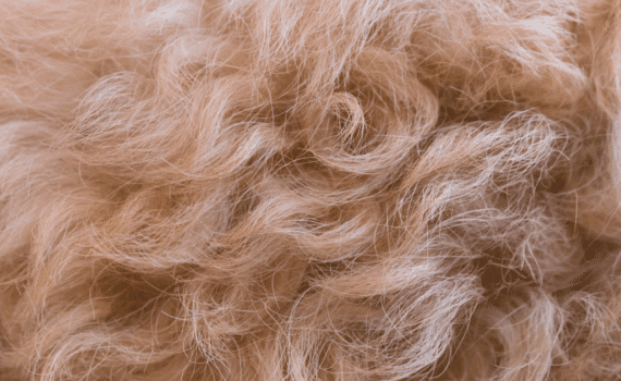 Enlever les poils de chien : comment faire ?