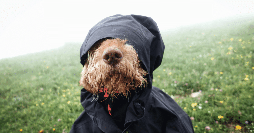 Températures pour chien dehors : chaud ou froid