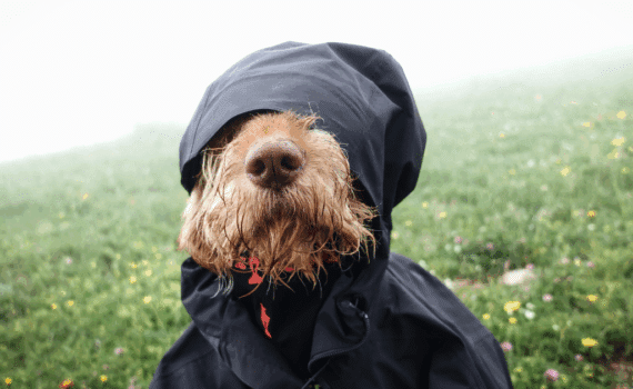 Températures pour chien dehors : chaud ou froid