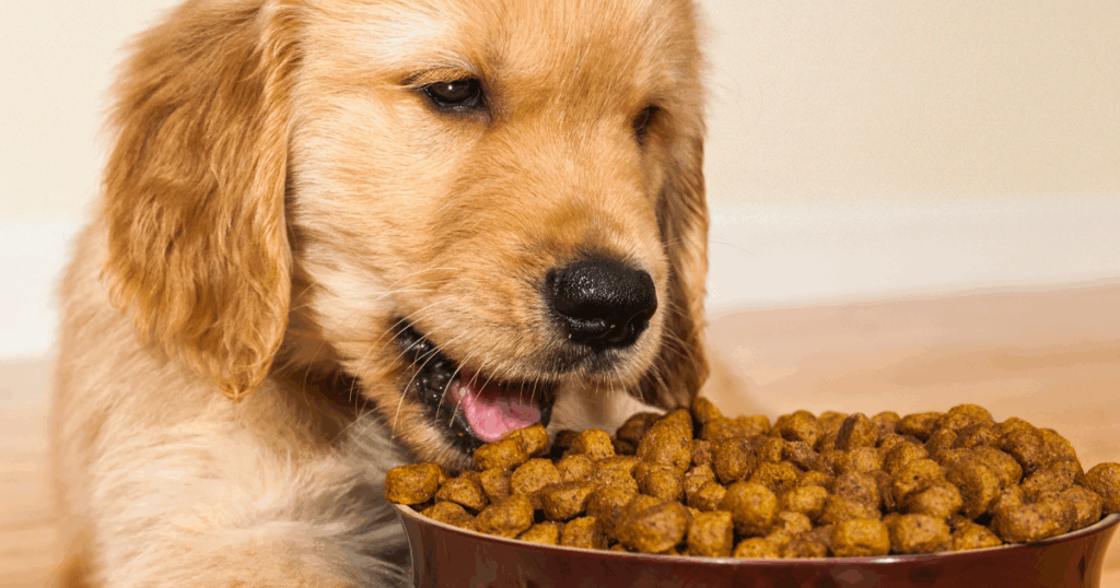 chien qui a toujours faim