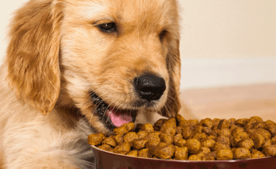 chien qui a toujours faim