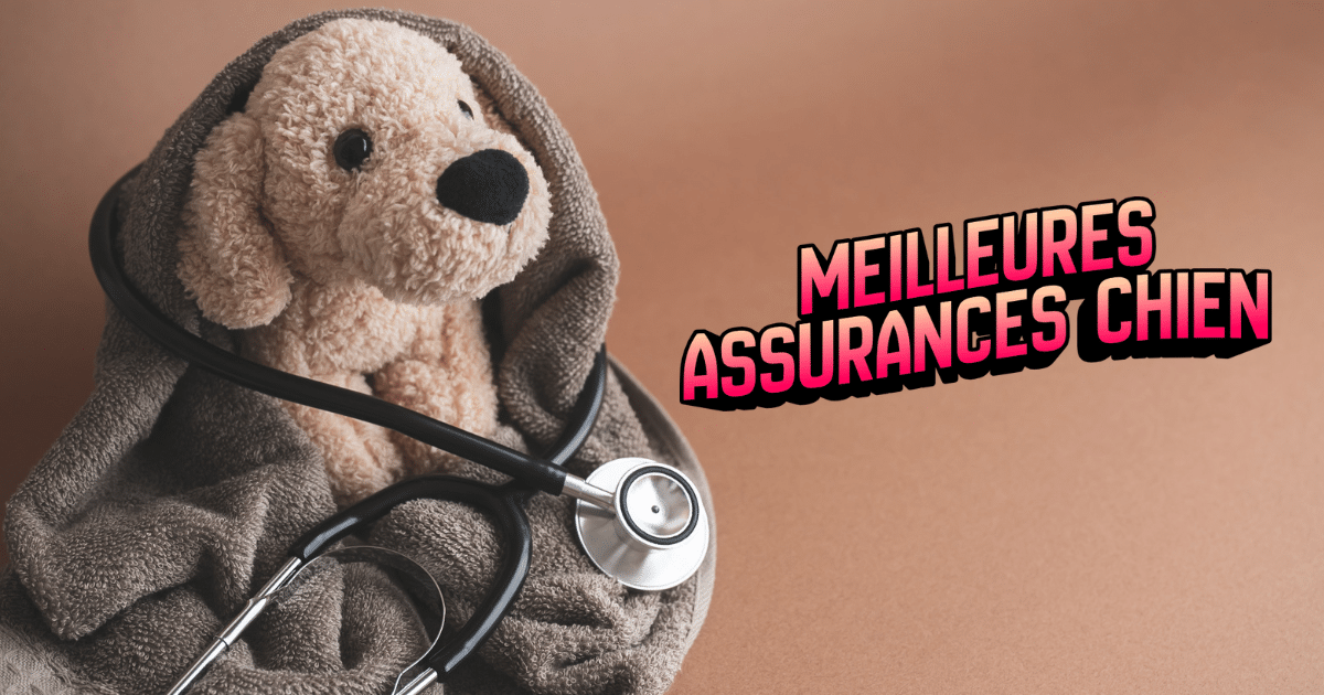 Meilleure assurance chien : top 5 des mutuelles chien