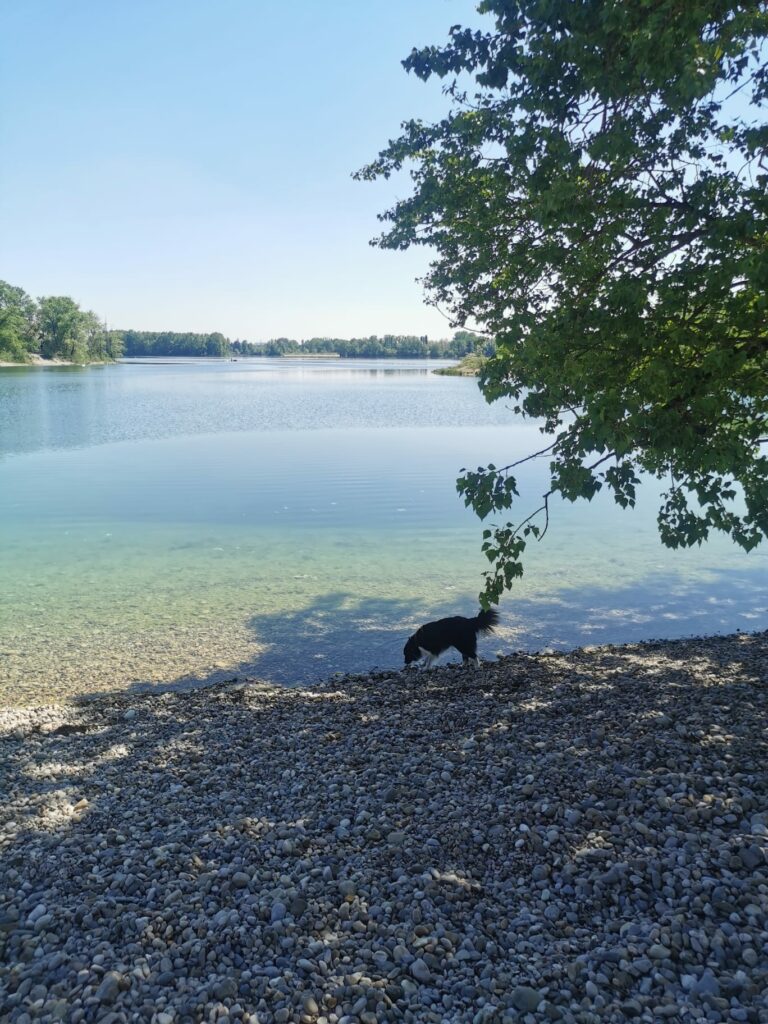 Plage pour baigner son chien à Miribel