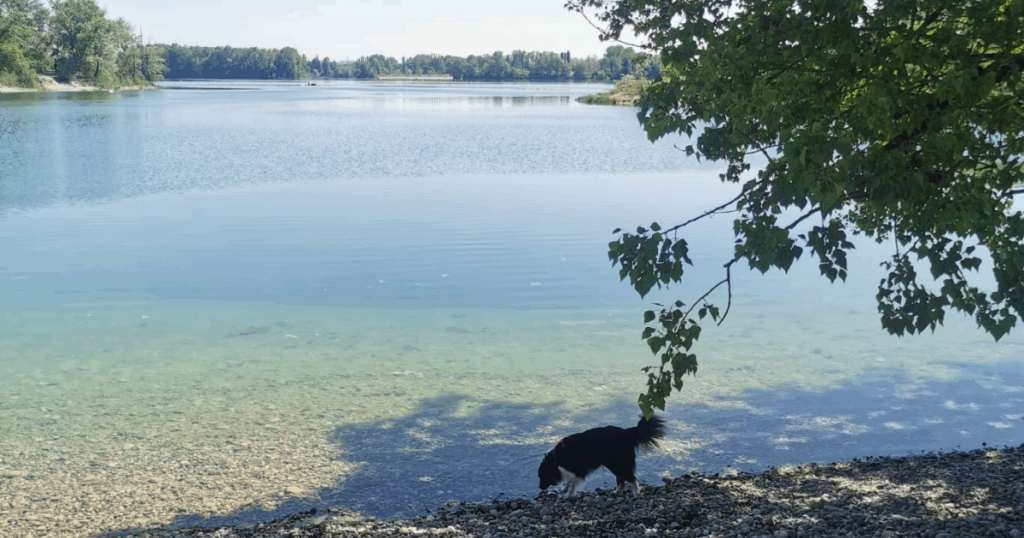 Parc Miribel Jonage avec son chien