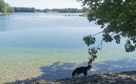 Parc Miribel Jonage avec son chien
