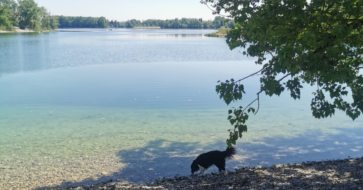 Parc Miribel Jonage avec son chien