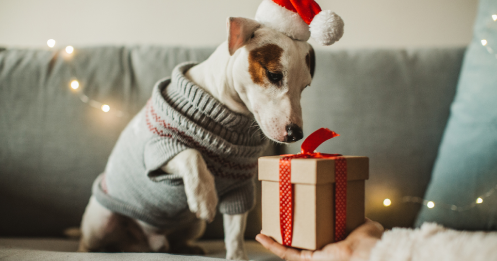 boite mystère pour chien